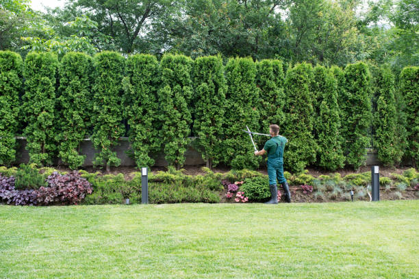 Lindenhurst, NY  Tree Services Company