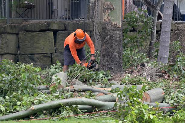 Why Choose Our Tree Removal Services in Lindenhurst, NY?